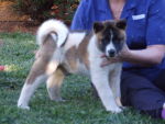 CUTE AND LOVABLE AKITA PUPPIES FOR ADOPTION