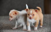 Extra Teenie Little Chihuahua AVAILABLE NOW~