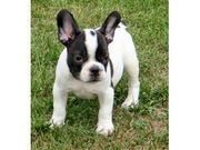 French Bulldogs Australia