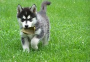 Lovely Male and Female Siberian Husky Puppies Puppies for adoption