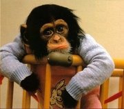 wel taimed chimpazee for sale at an affordable price intrested person