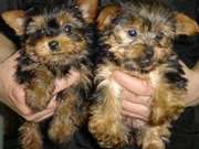 adorable yorkie puppies