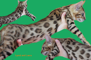 Bengal girl LAURA for show and breeding. lynxland@email.cz