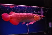 Chili and Super Red Arowana for sale