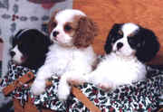 Cavalier King Charles Spaniel
