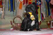 PUPPY of FRENCH BULLDOG - IS for a sale