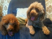 PUREBRED MINIATURE POODLES