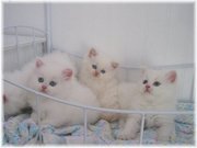Persian kittens for sale.