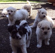 Pure Bichon Frise x Pure Shih tzu