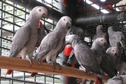Home raised male and female African Grey parrots for adoption.