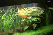 Arowana fishes of different kinds and sizes for sale