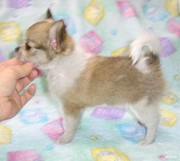 lovely chihuahua puppies