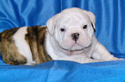 adorable english bull dog for sale