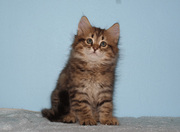 Siberian kittens for professional catteries