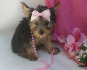 Cute yorkies avaliable