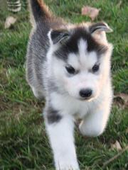 husky puppies for sale