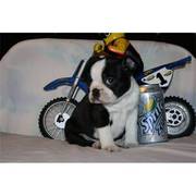 Pure Bred Boston Terriers