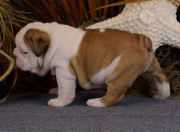 British bulldog pups 13 weeks