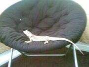 Female Central Beared Dragon'