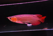AMAZING AROWANA FISHES FOR SALE