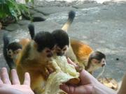 Outstanding Squirrel monkeys for sale