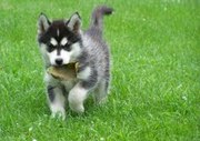 sibarian husky for xmas to free home