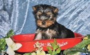 cute and lovely male and female yorkie puppies ready for xmas