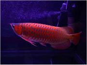 super cute quality arowana fish for sale. this X-MAS