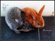 URGENTLY selling BABY RABBITS - name trained!