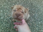 4 shar-pei puppies for sale