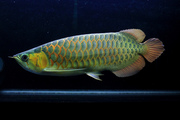 SUPER RED AROWANA AND OTHER AROWANA FISHES FOR SALE