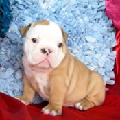 Healthy English bull Dog for  adoption