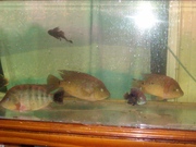 for sale large flowerhorns