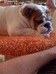 English Bulldog Puppy  for sale 