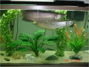 We supply live Red Asian Arowana, jardini Arowana, Chili Red, Golden Arow