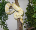 Healthy Albino  and Piebald Pythons