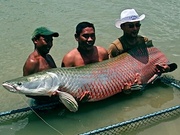 lovely and caring Arowana fish for xmas consumtion 