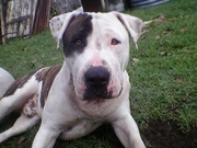 American Bulldog x Bull Terrier Puppies