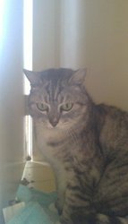 Free Silver Tabby to good home