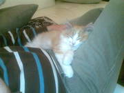 Indi the ginger Ninja