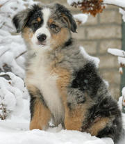 male australian shephard for sale