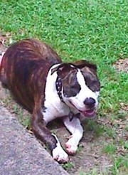 American Staffy Purebreed Pups
