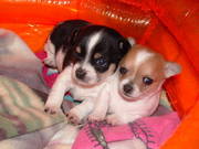 FOR SALE ADOPTION: Pure bred chihuahuas