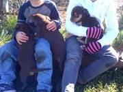 Kelpie x border collie x huntaway pups