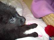 Pomerainian Puppy for sale