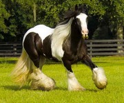 fast and accurate horses looking for experience rider