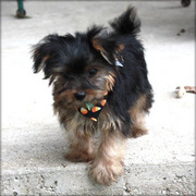 top quality yorkie puppy for sale 