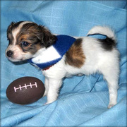 Papillon puppy  for sale